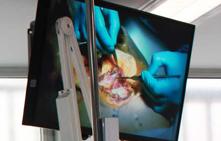 Monitores: Prácticas de disección Curso Cirugía Oral